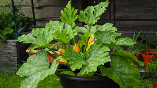 Zucchini plated in pot