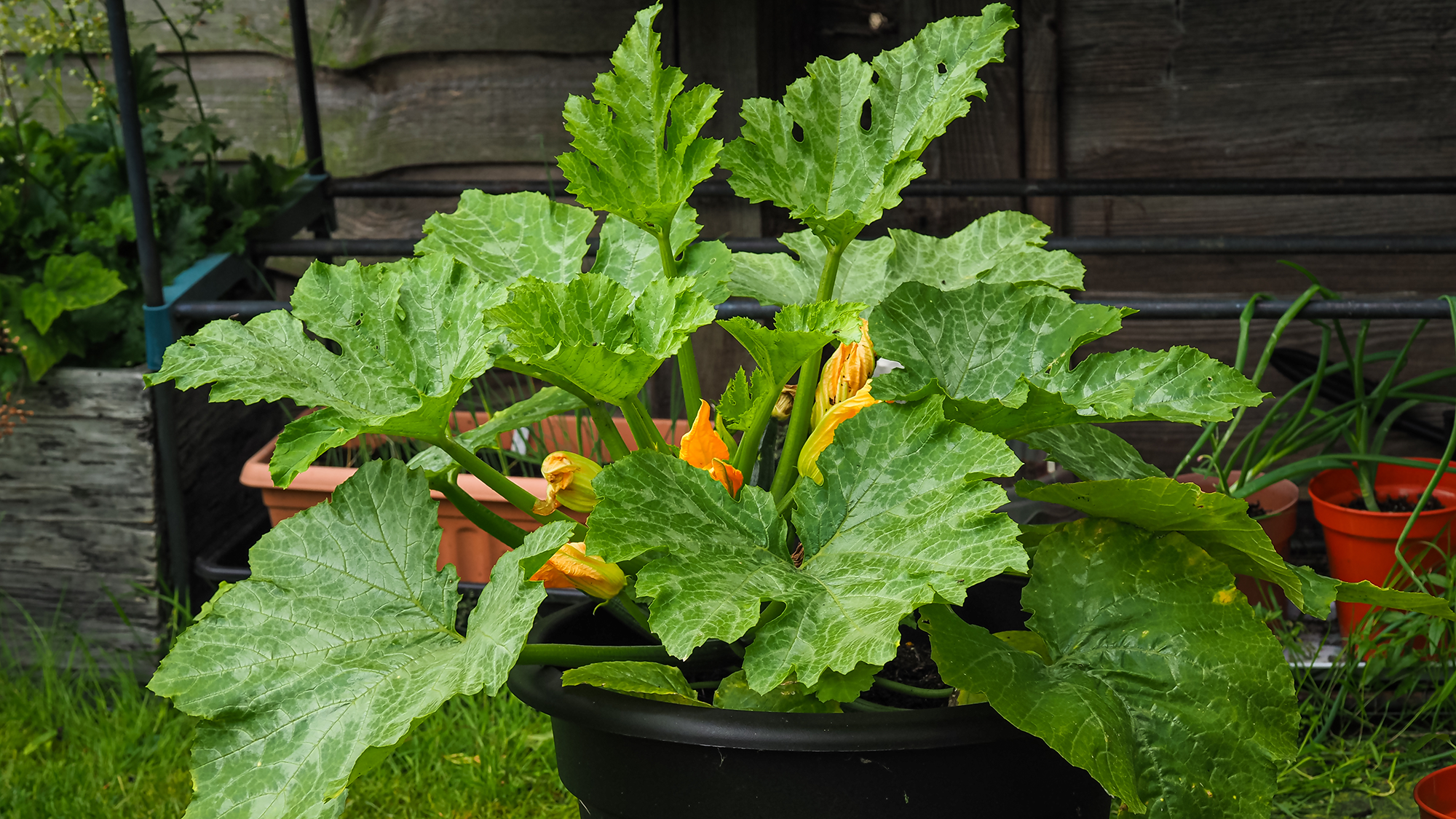 5 easy vegetables to grow in pots in June