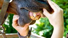 Teeth-alamy_226127482_345730681.jpg