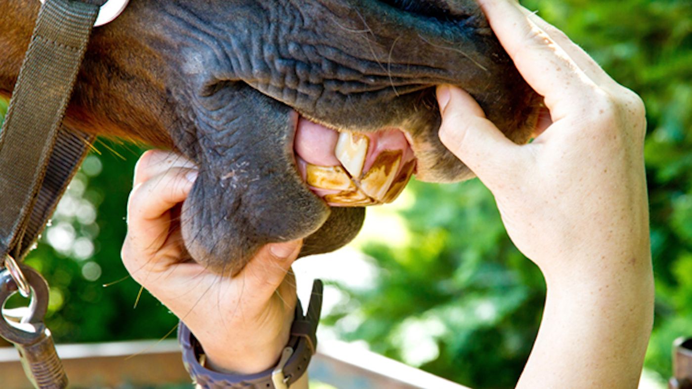 Teeth-alamy_226127482_345730681.jpg