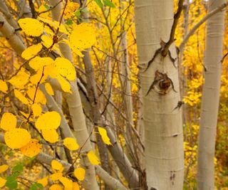 yellow leaves on a quaking aspen in fall