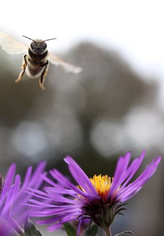 honeybee flying toward a purple flower.