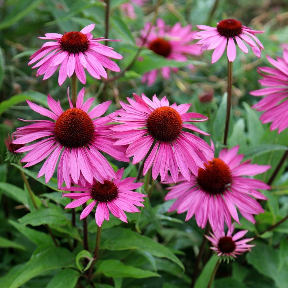 Echinacea Purpurea 'rubinstern'