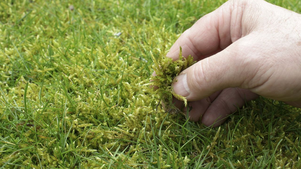 A hand picking moss out of a lawn