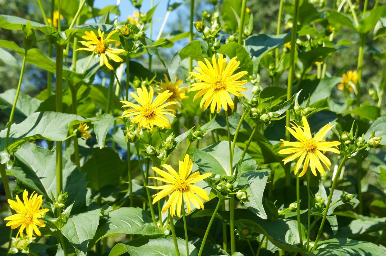 cup plant