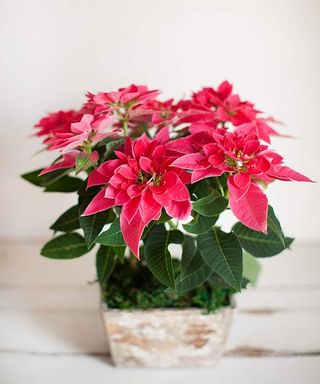 Poinsettia blooming in a pot with bright red bracts