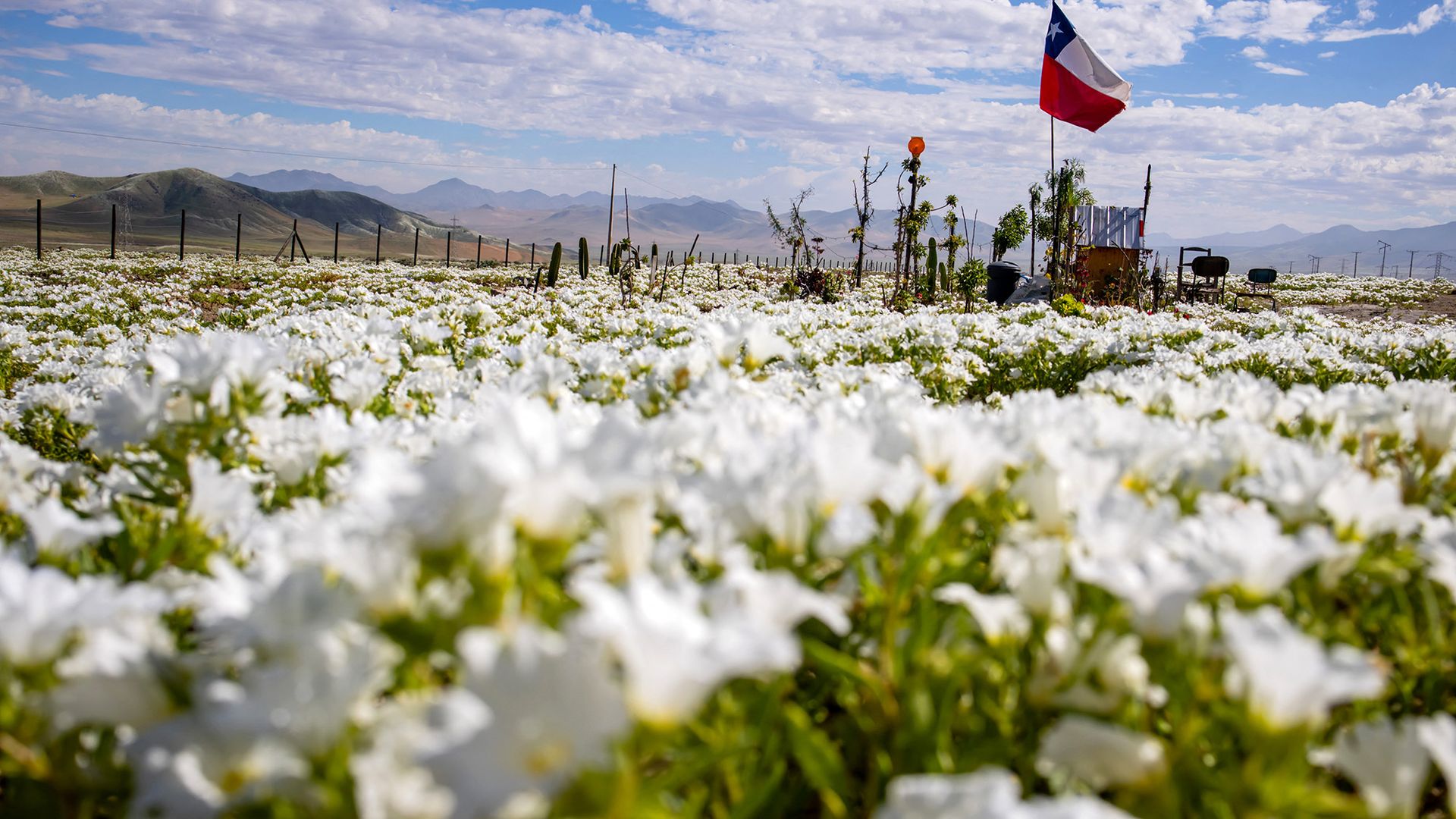 A patch of white blooms is seen with a red, white and blue flag in the background.