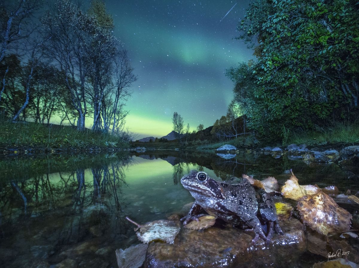 Wildlife Nature Photography