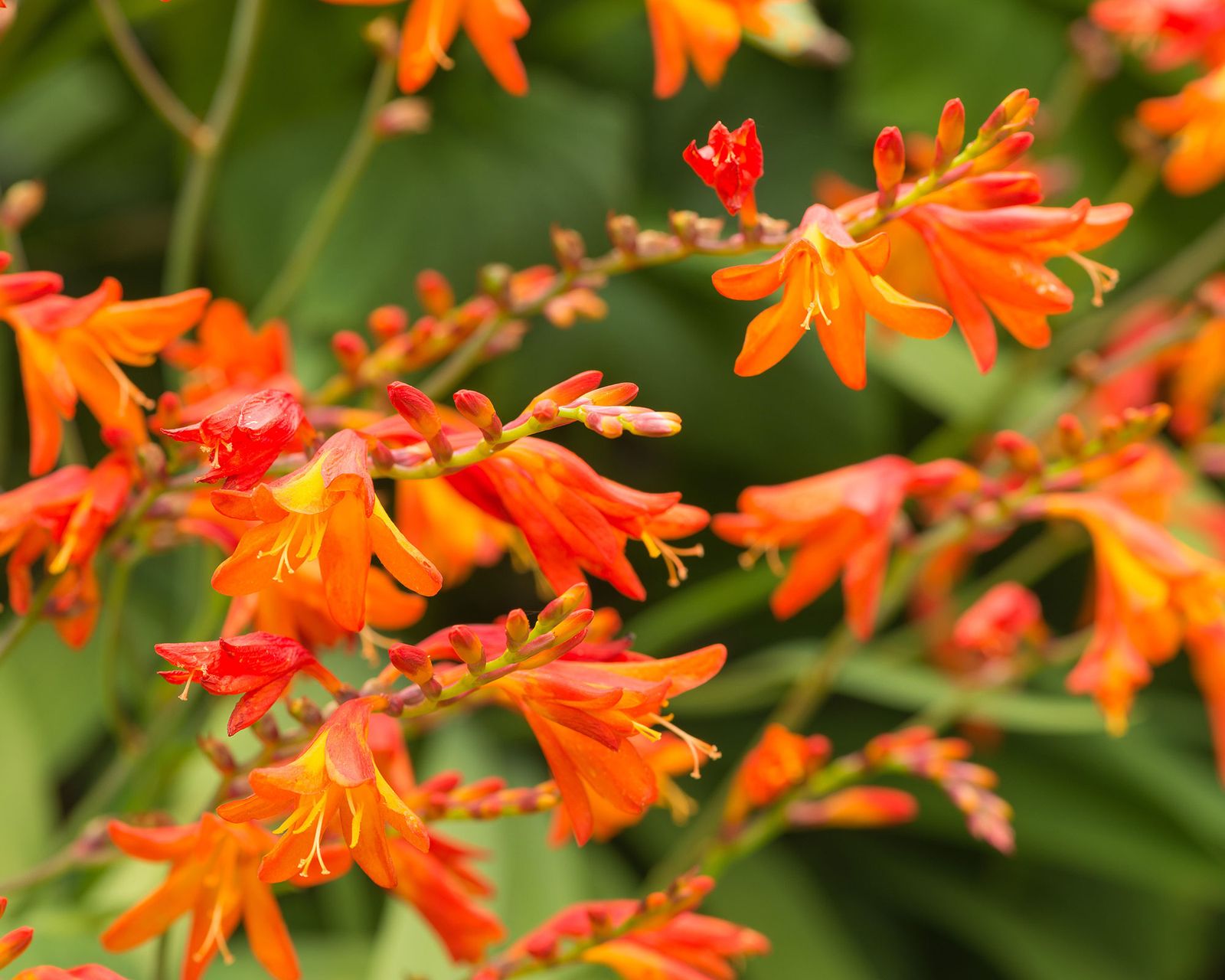 What to plant in August 14 flowers to sow or grow Gardeningetc