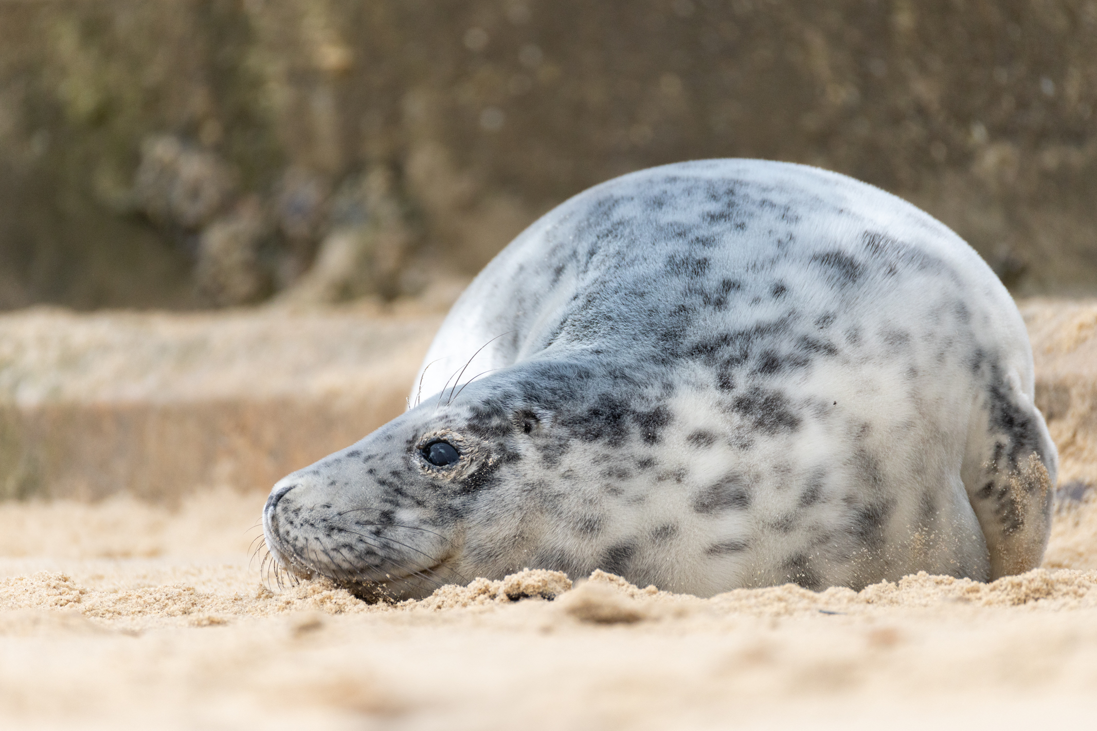 Seal on a beach shot with the Canon EOS R1 and 200-400mm lens