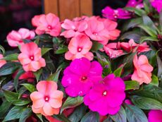 Pink New Guinea Impatiens Flowers