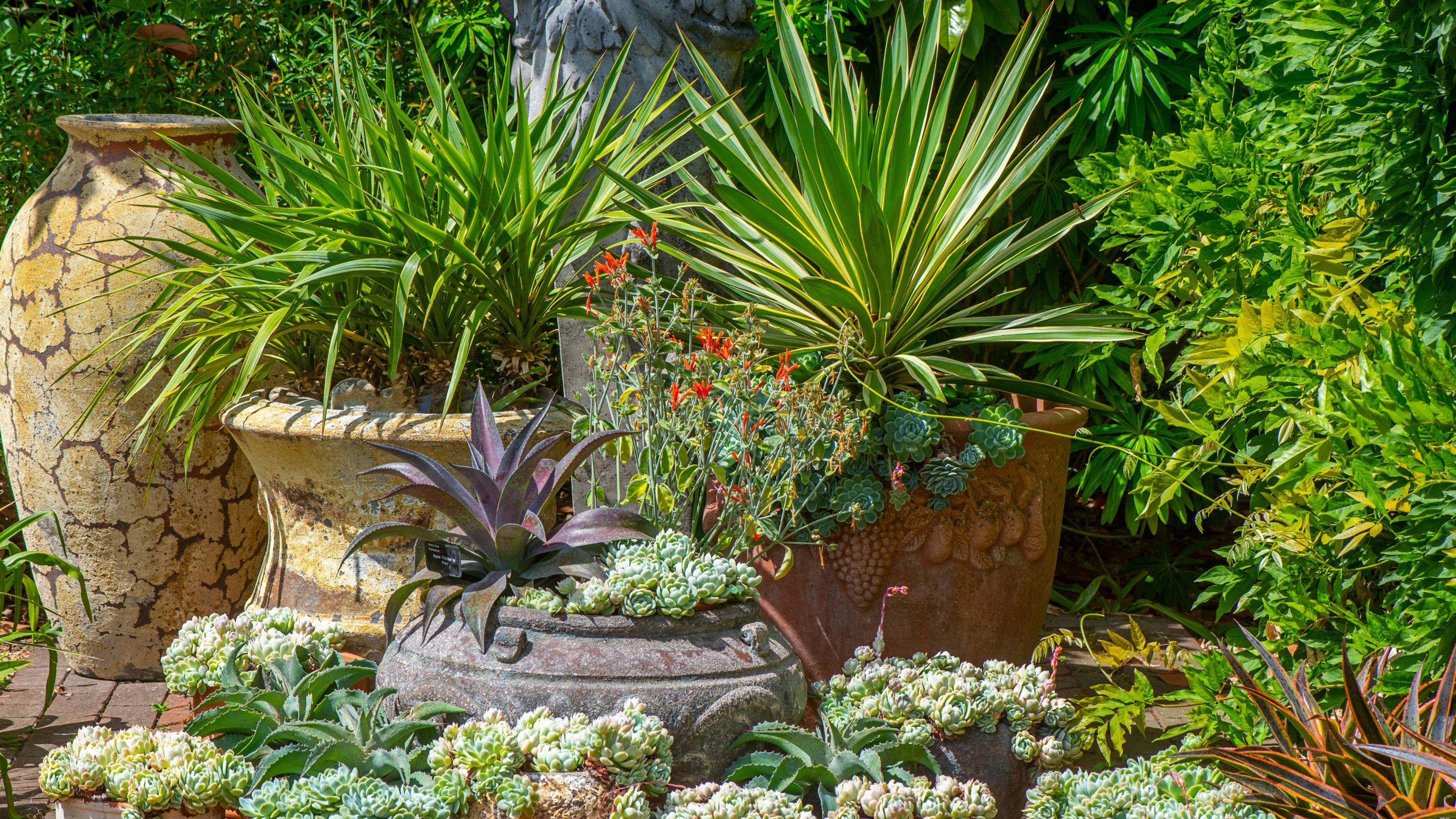 An arrangement of Terracotta pots in an English garden, planted with succulent plants - stock photo
