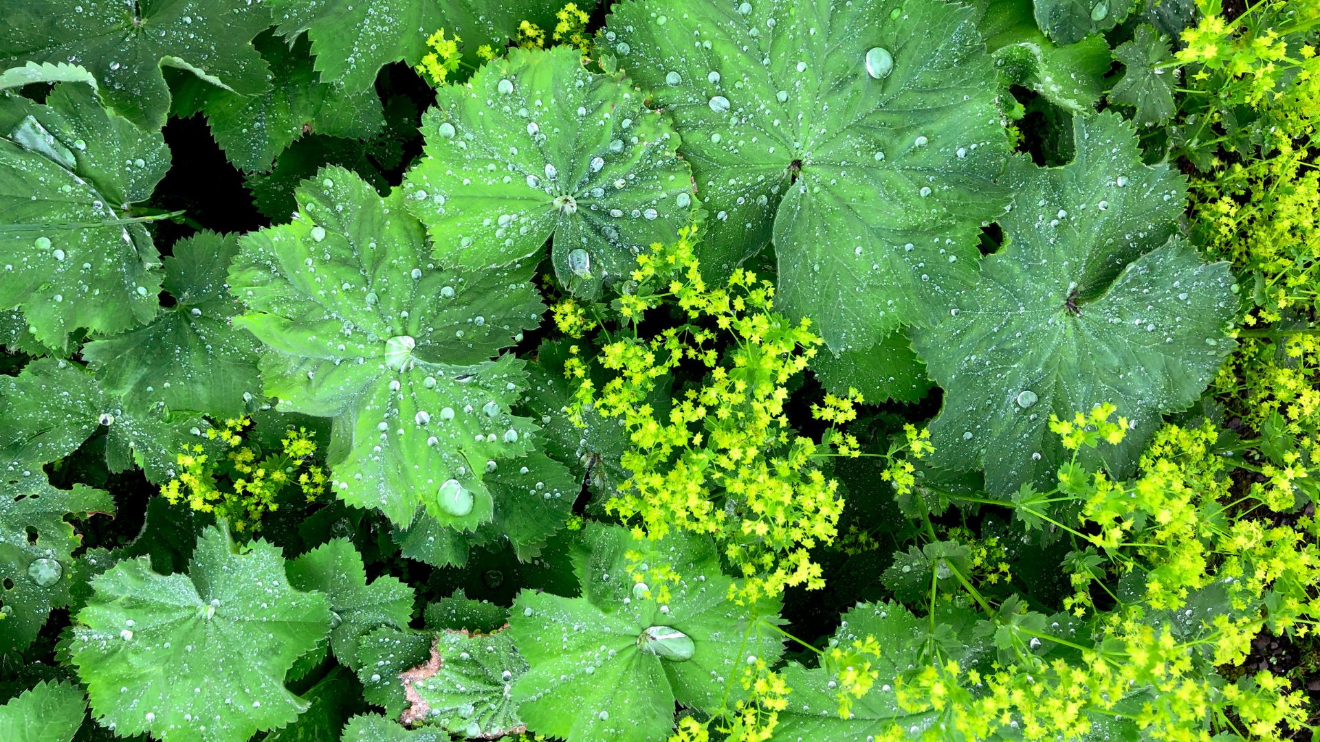 picture of ladys mantle growing and flowering