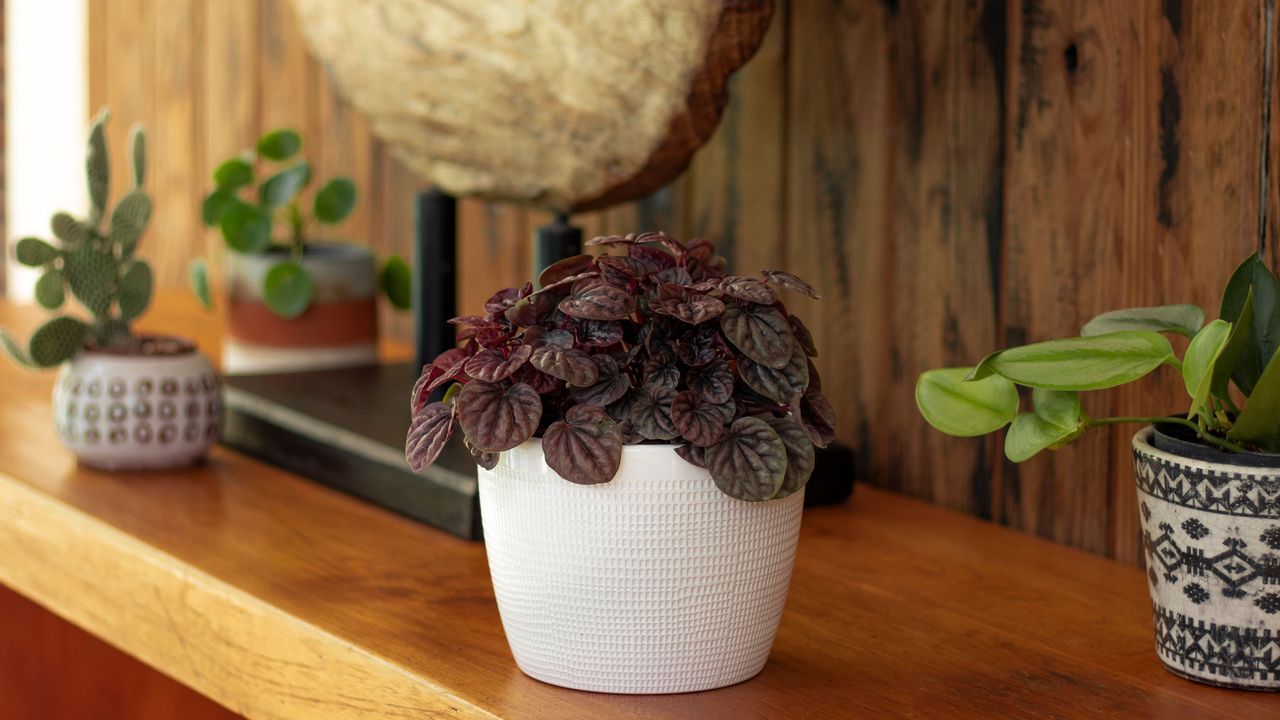 Peperomia