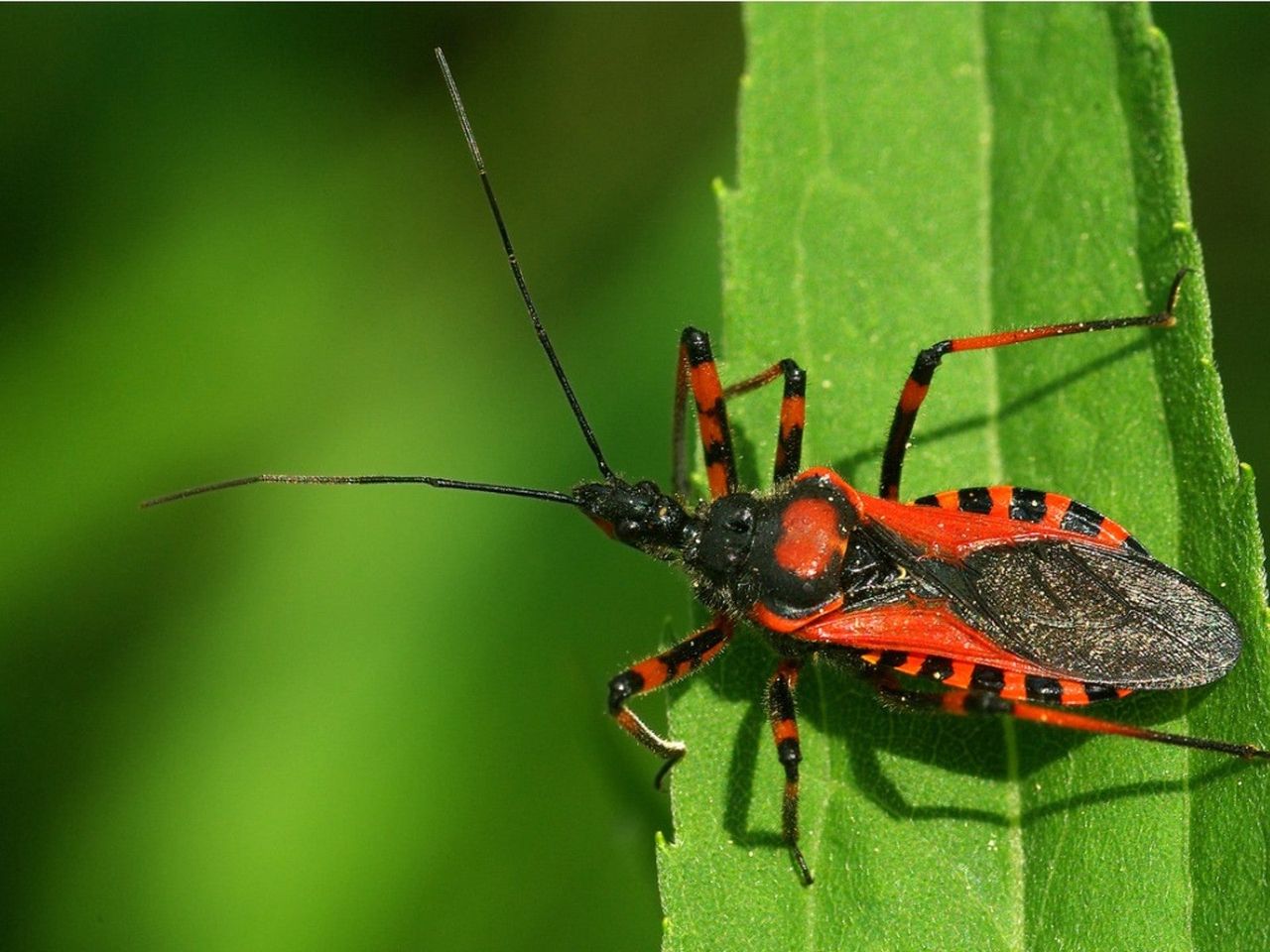 Red-Black Insect On A Plant