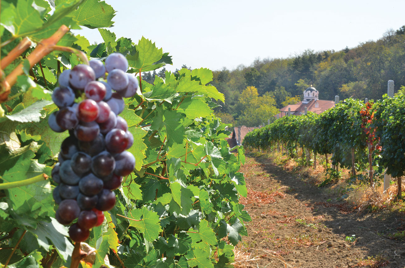 Black Tamjanika grapes on the Bukovo monastery estate in eastern Serbia&amp;rsquo;s Negotinska Krajina region