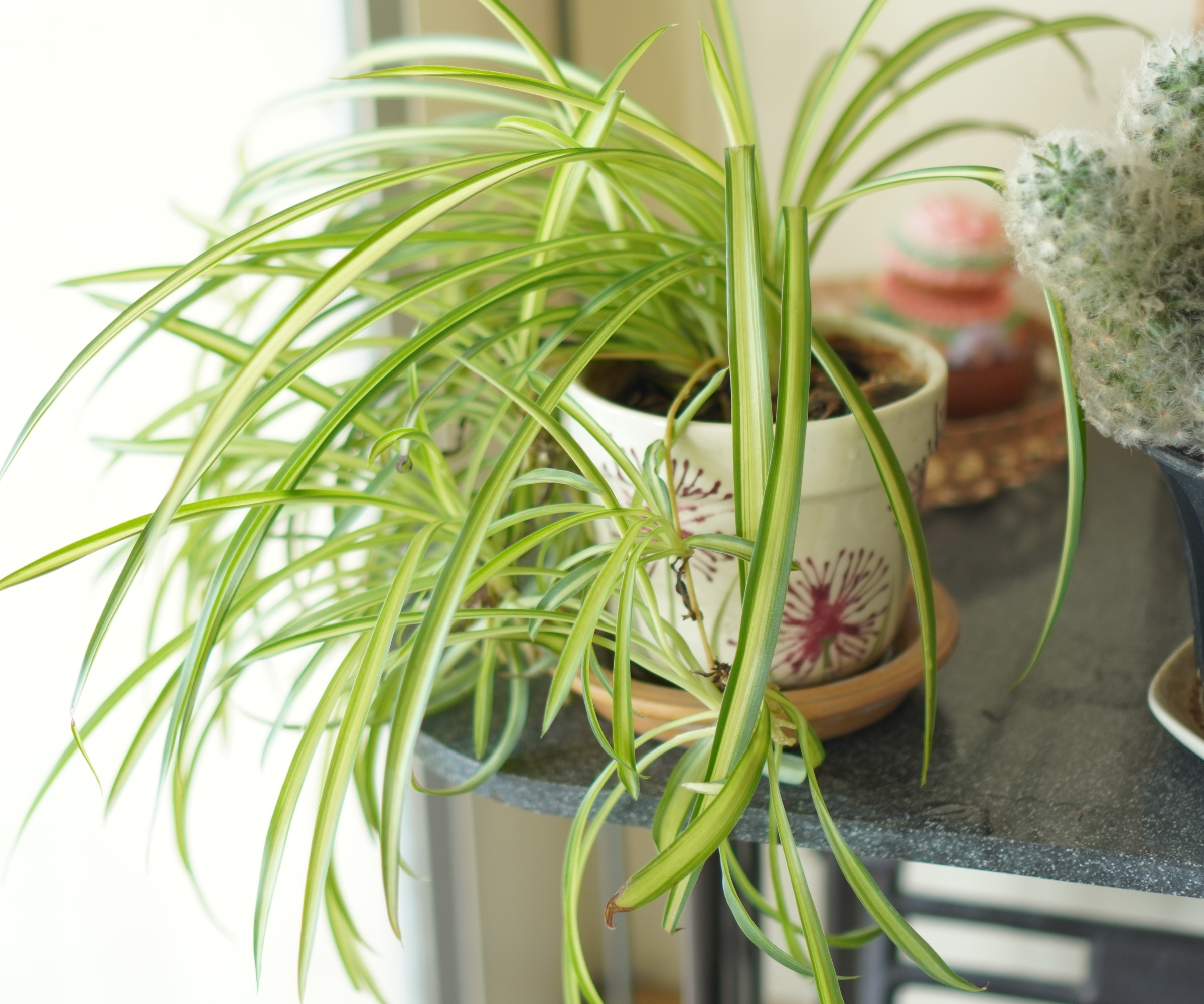 Spider plant by window