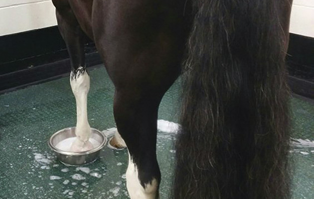 1-Preparing-foot.jpg