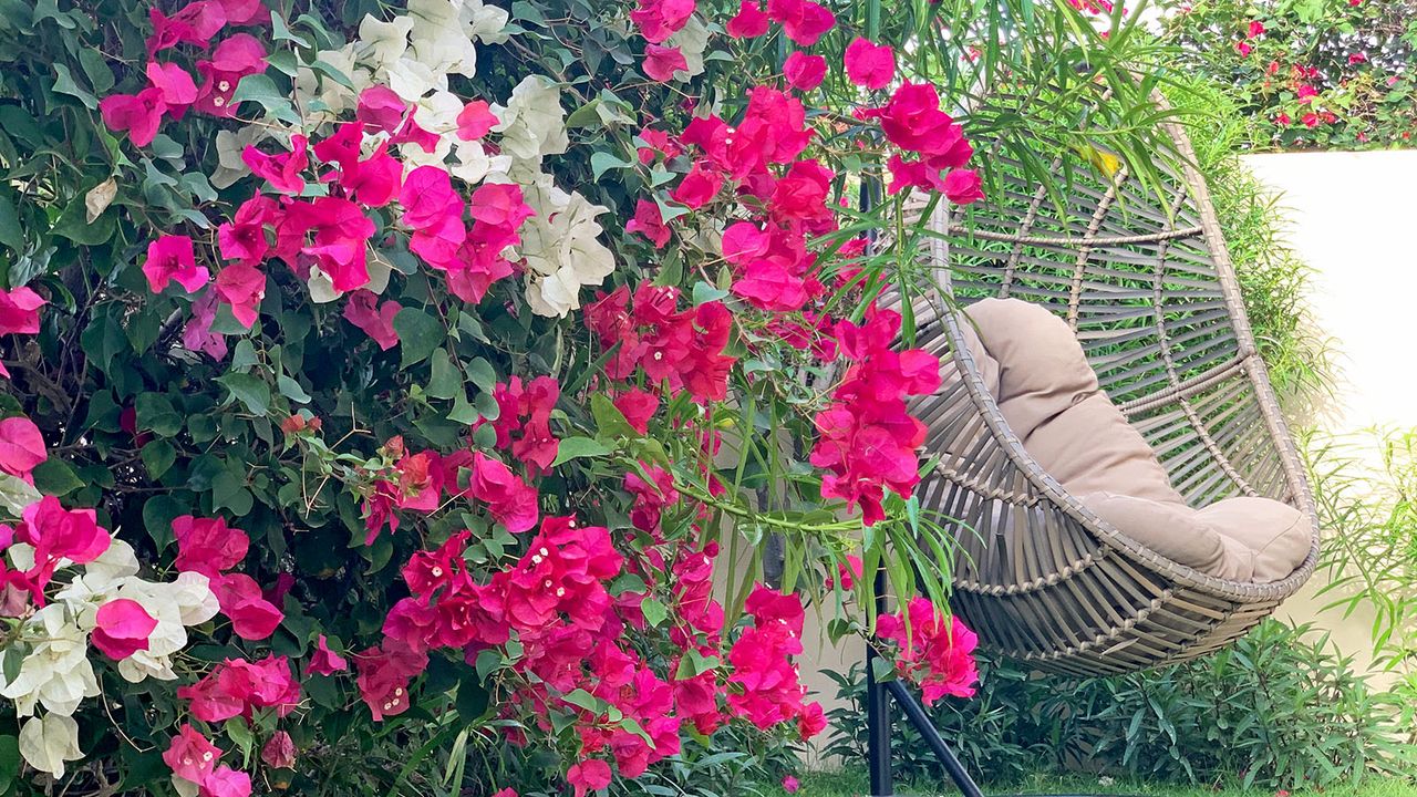 Bougainvillea flowers beside garden hanging chair