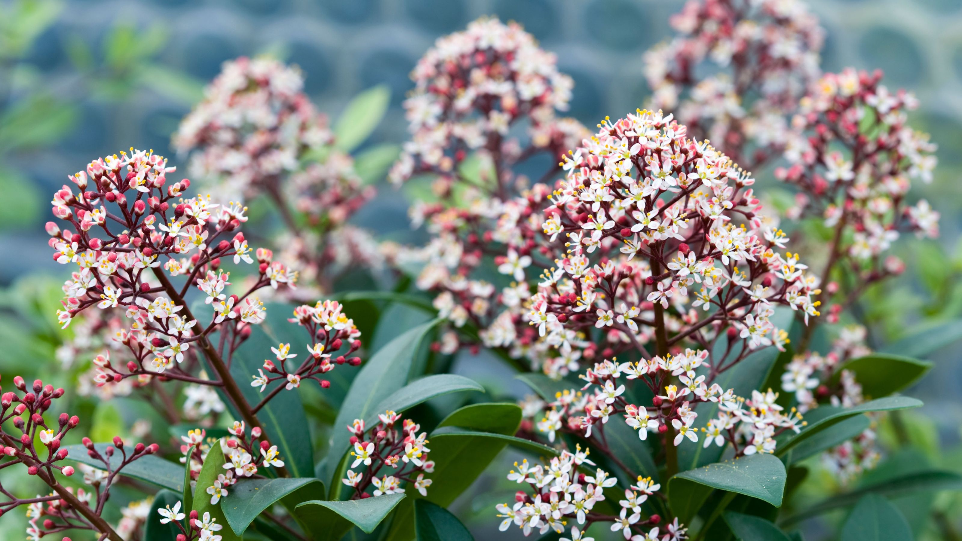 fragrant winter flowering skimmia 