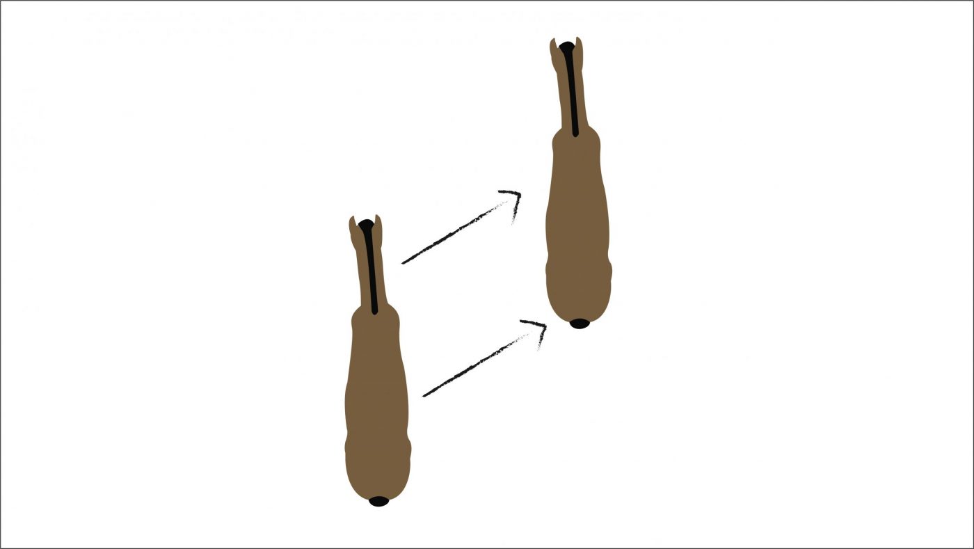 how to ride leg yield