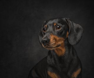 Emma Pope's photo of a miniature dachshund