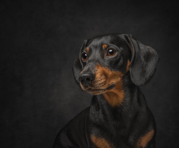 Emma Pope&#039;s photo of a miniature dachshund