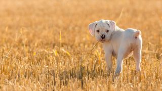 Boxer puppy in field
