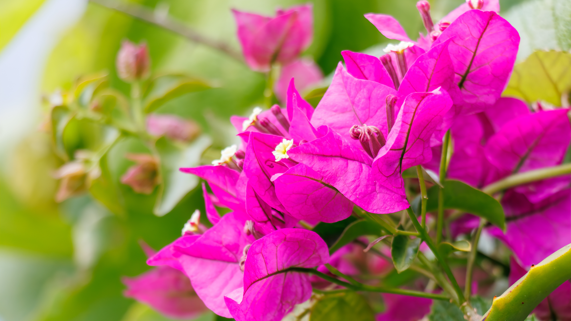 bougainvillea flowers