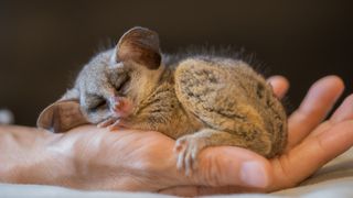 Best exotic pets - Bush baby asleep in person's hand