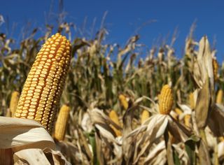 Corn ears in a field