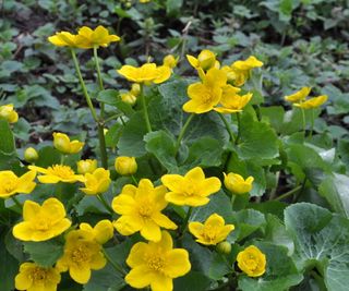 Marsh marigold with yellow flowers