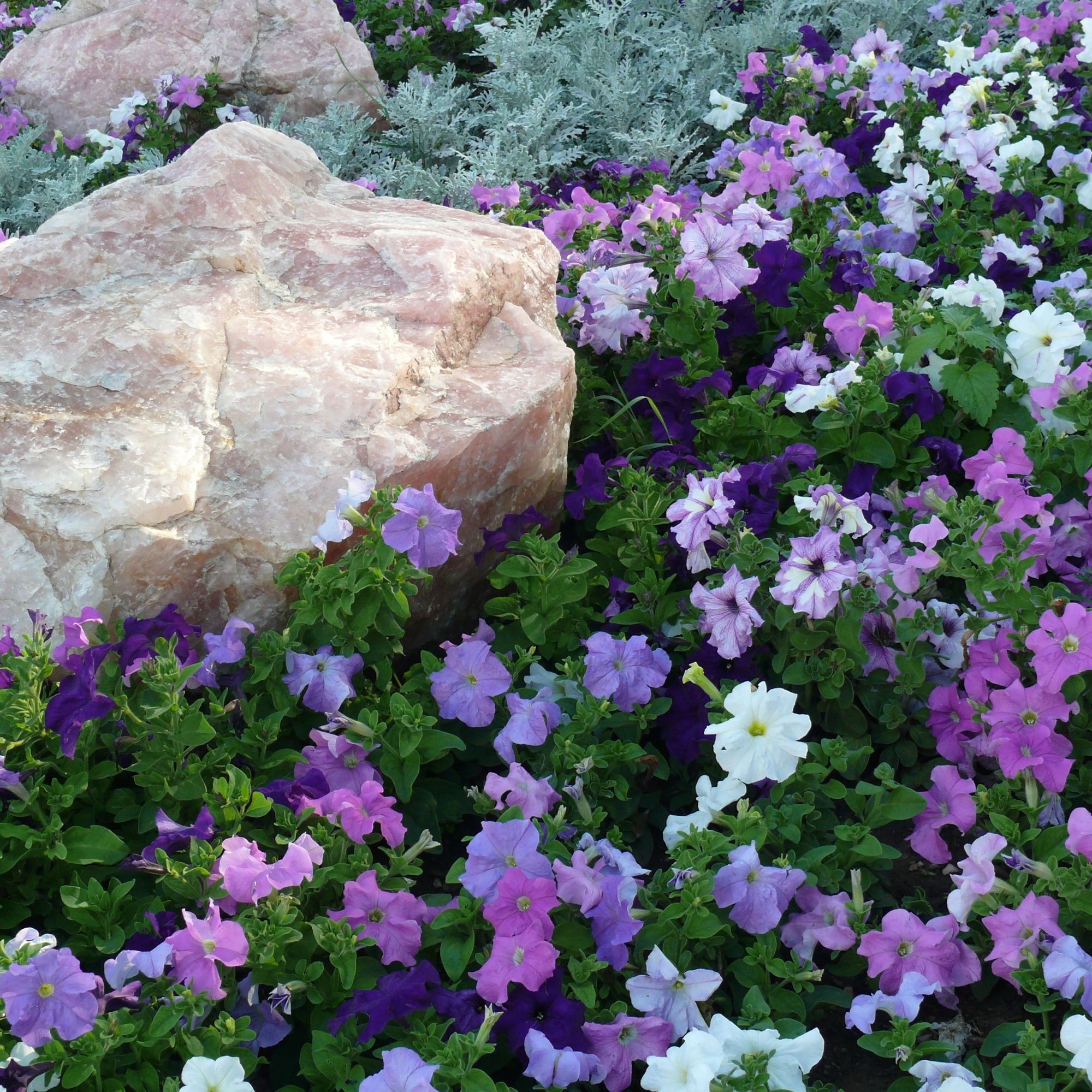 A pretty petunia garden with rose quartz landscape stones. The flowers are pink, lavender, purple and white.