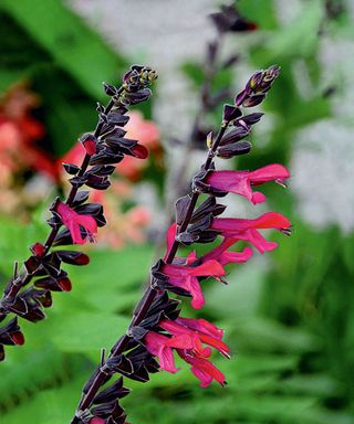 Salvia guaranitica Amante