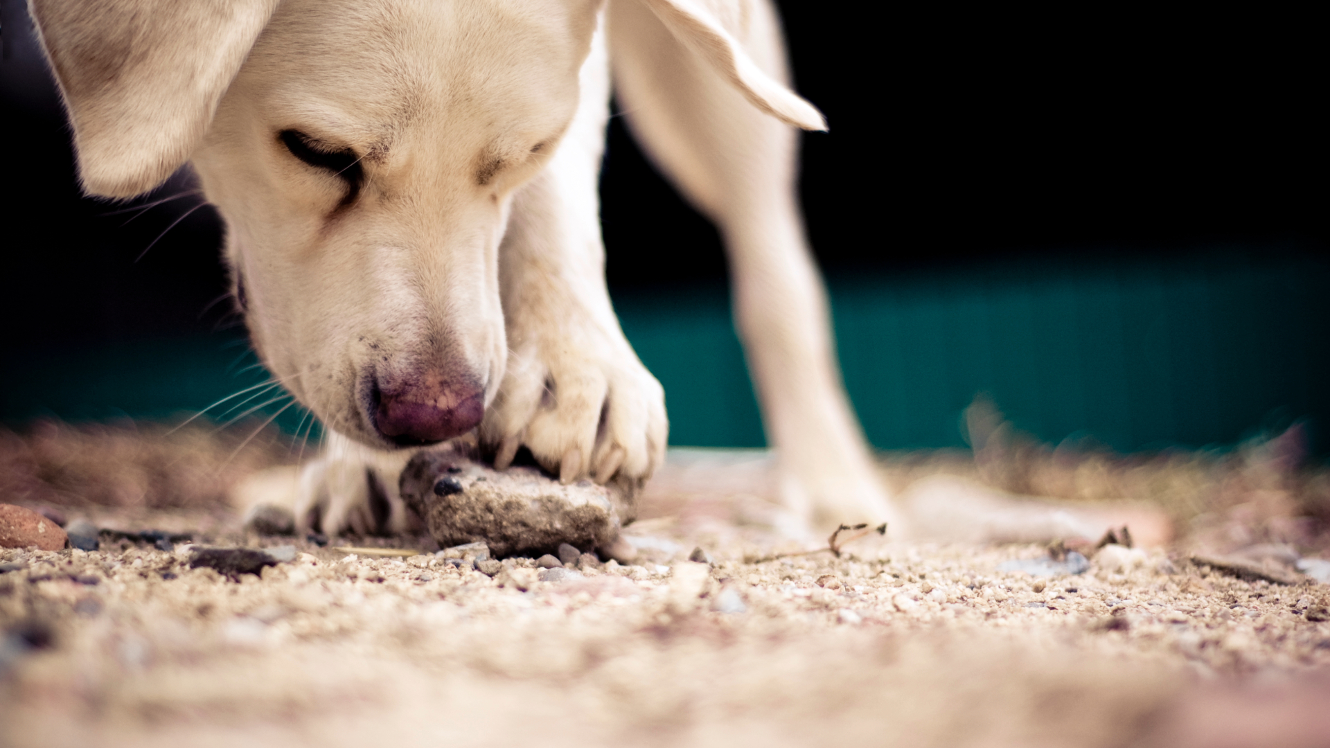 A Labrador playing with a rock