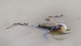 A frog in shallow water with its head in a bubble