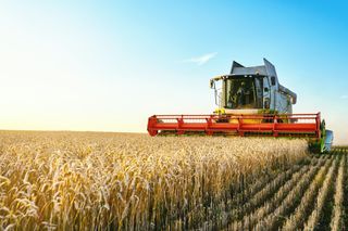 A combine harvester harvests ripe wheat