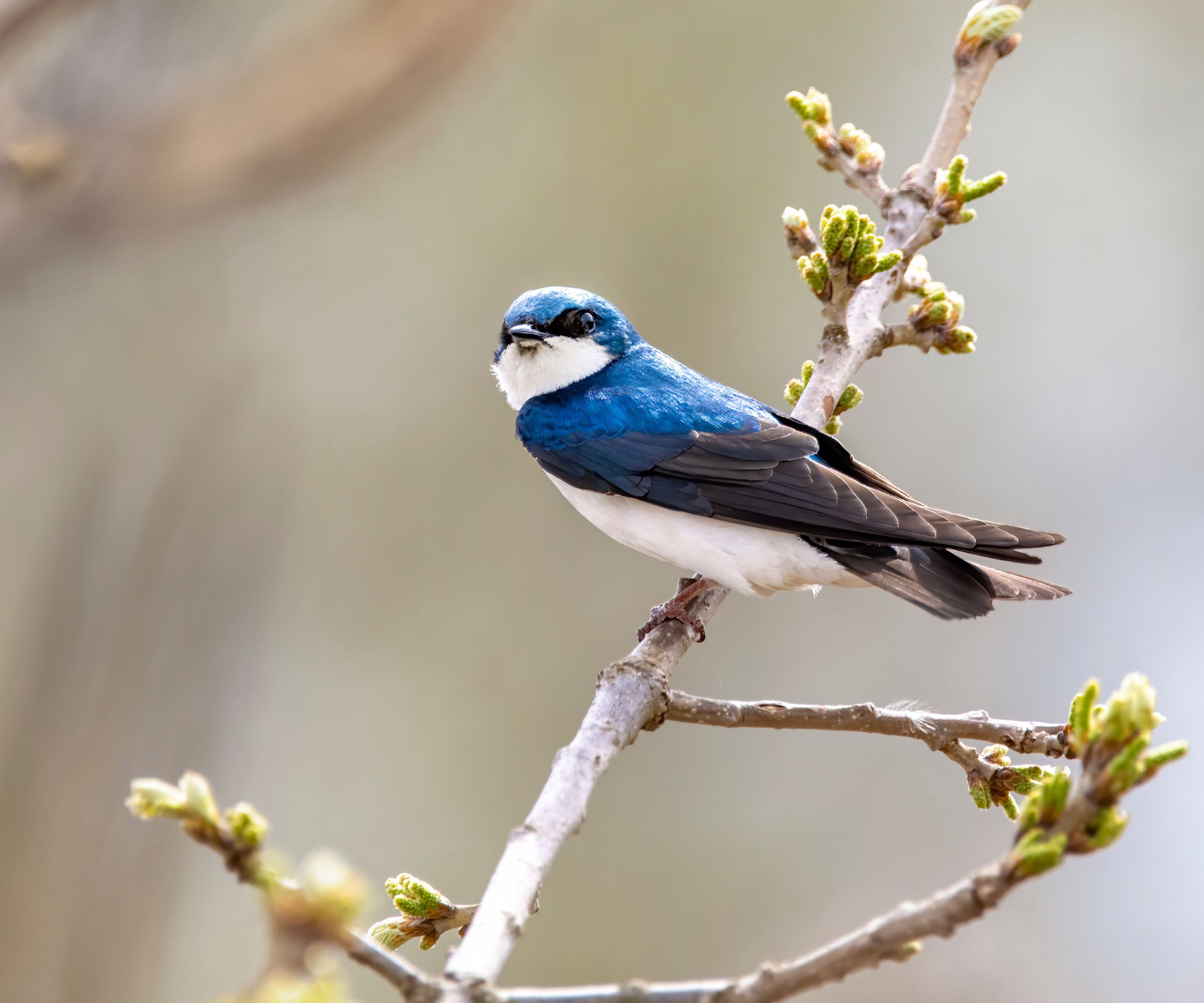 Tree swallow perching on a branch