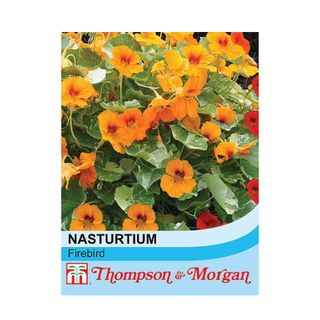 Blue packet of Nasturtium 'Firebird' - Seeds on a white background