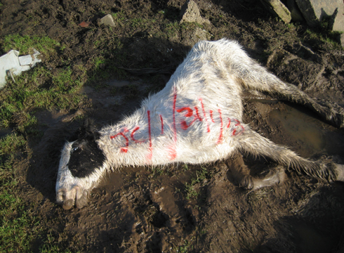 WHW-Mythop-Road-dead-colt-31-Jan-2013-001.jpg
