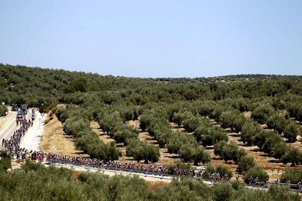 The Vuelta a Espana peloton rolls along