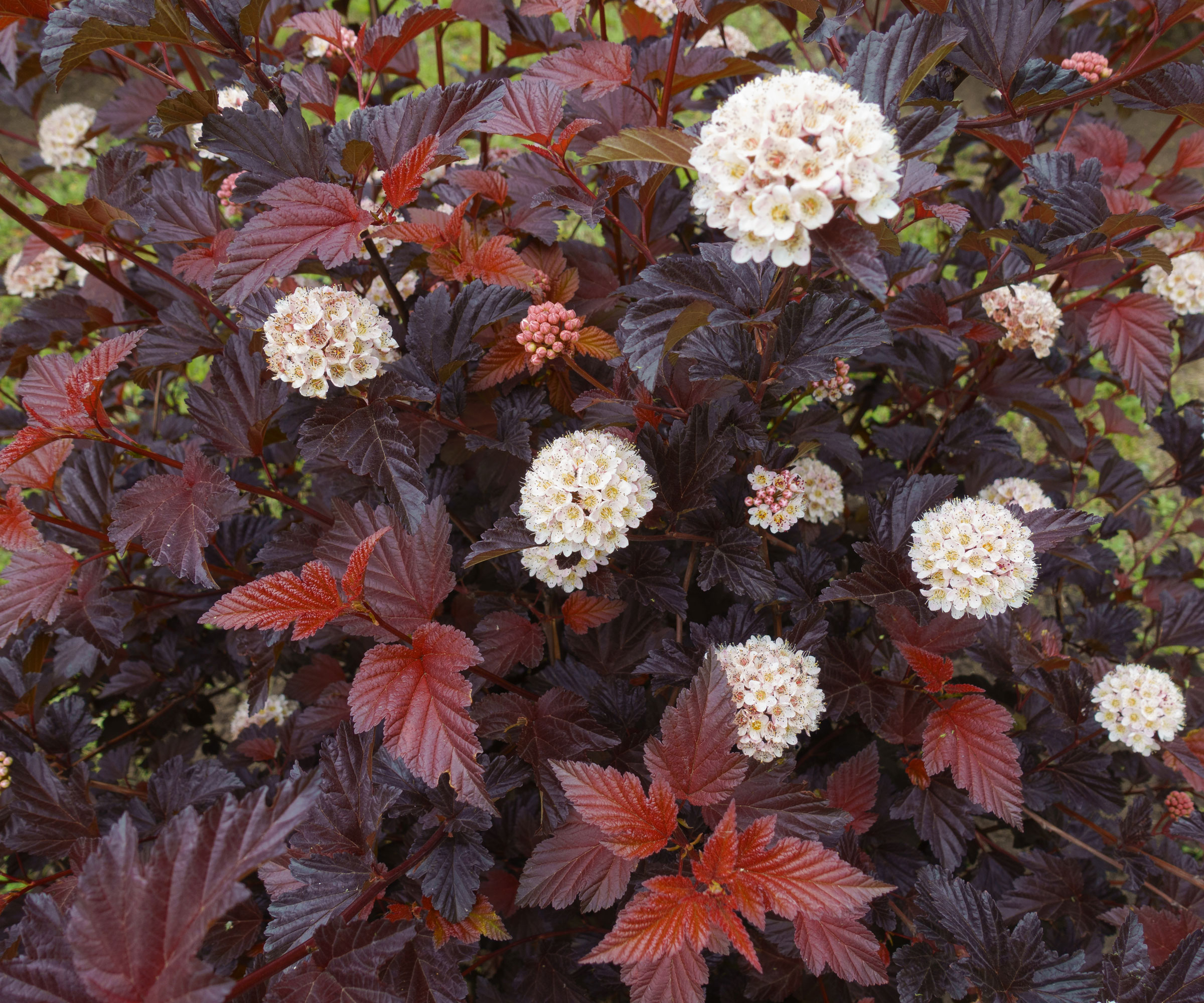 purple ninebark showing large pale flowerheads