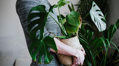 A green monstera plant with large leaves in a rattan pot being carried by a man