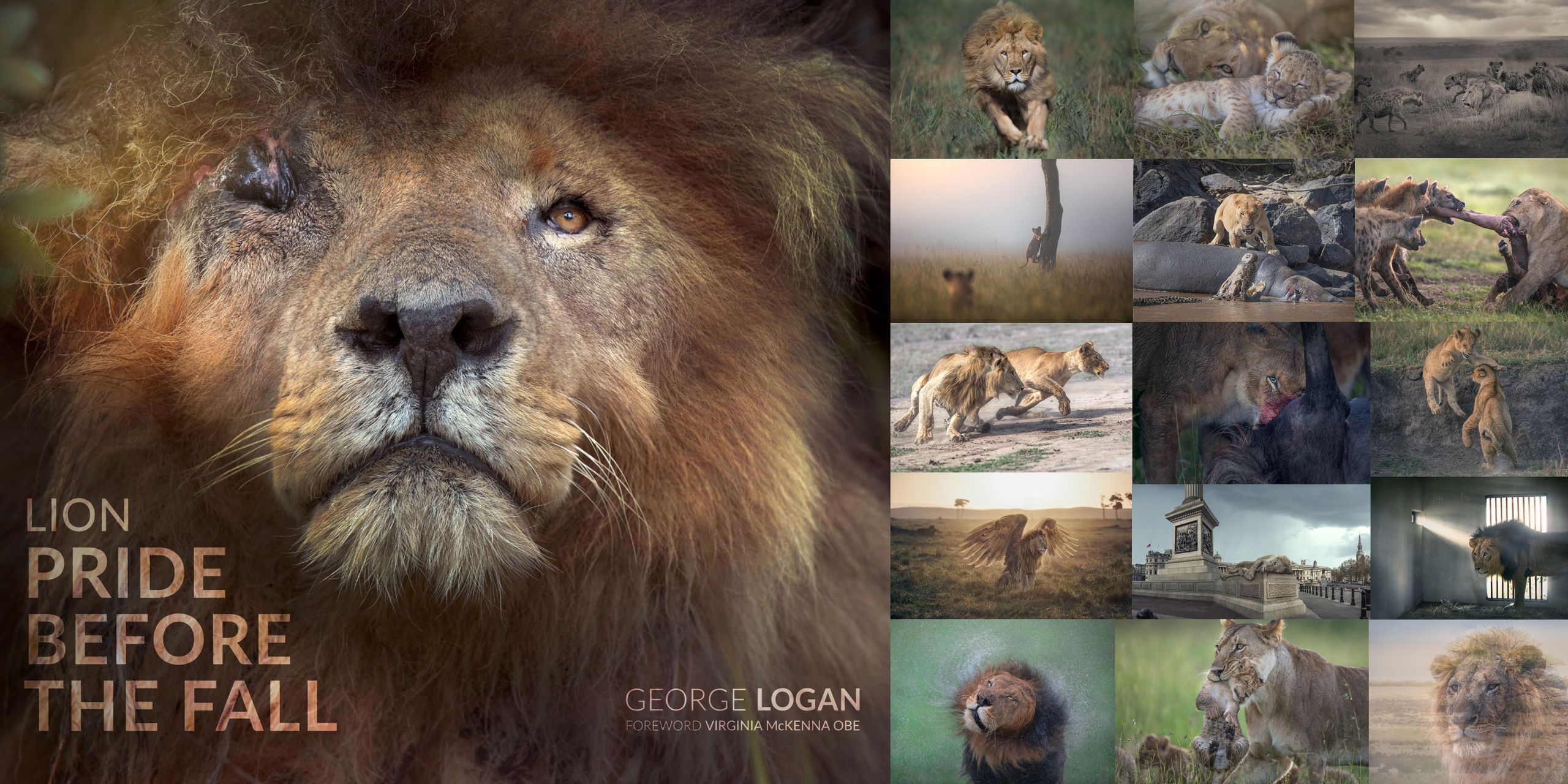 Lion pride before the fall ライオン写真集 Lion pride before the fall ライオン写真集