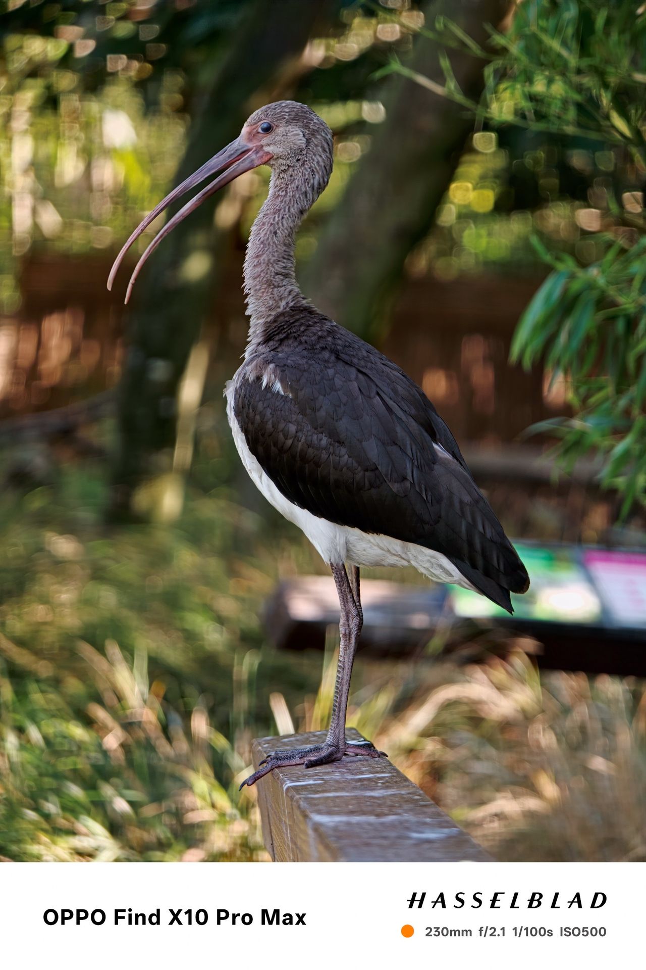 Long-legged dark bird with a curved beak standing on a wooden rail.