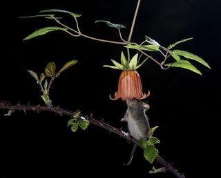 Climbing to the sweet by José Juan Hernández