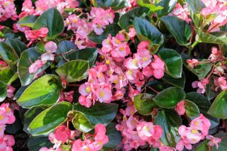 A close-up of pink begonia flowers