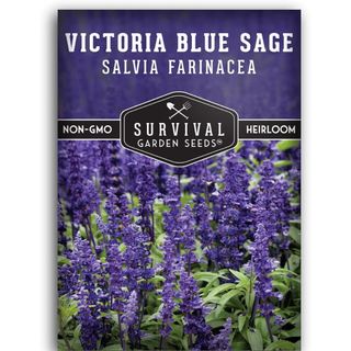 Survival Garden Seeds - Victoria Blue Sage Seed for Planting 