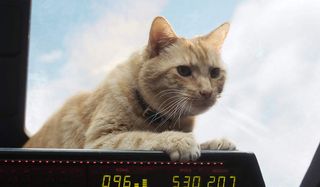 Goose the Flerken cat in Captain Marvel