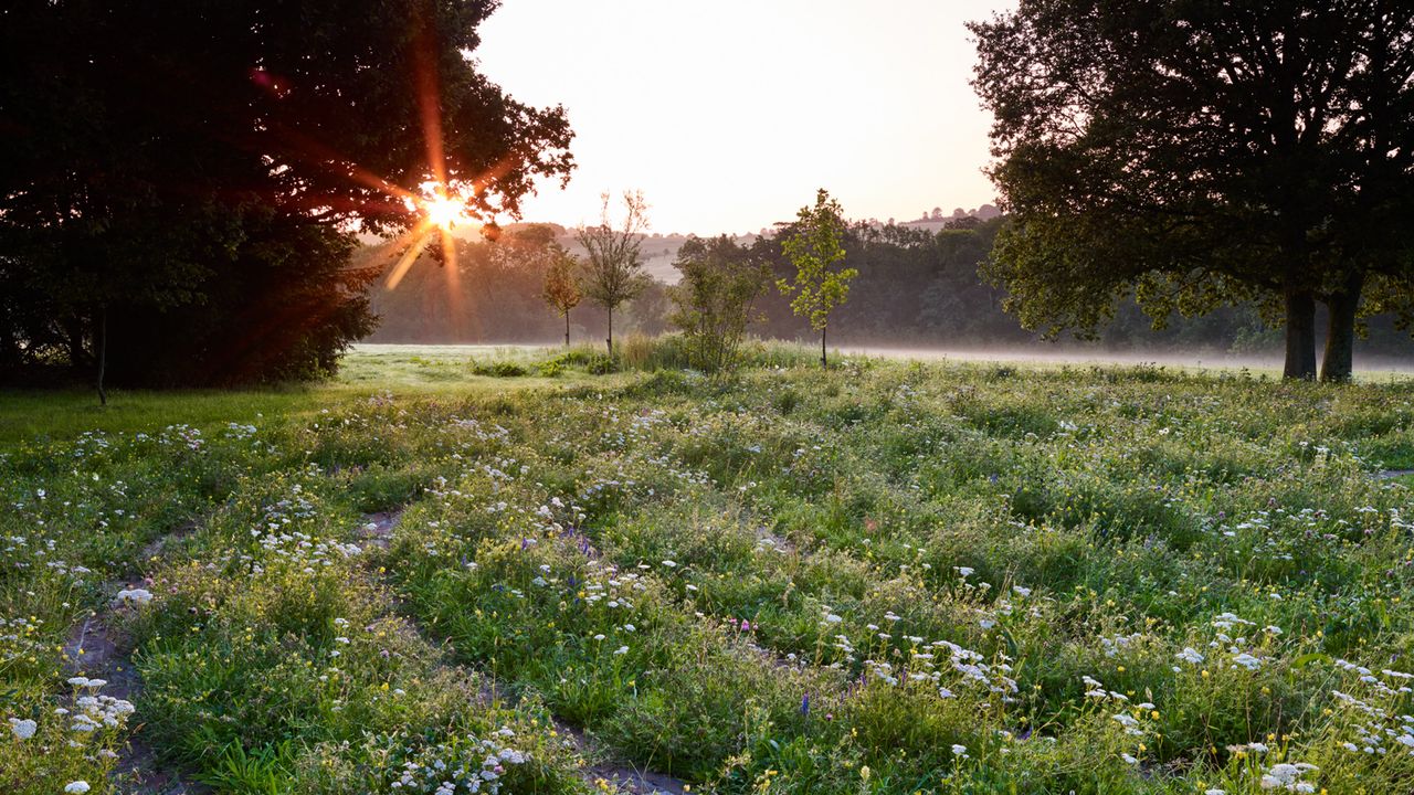 A meadow of wildflowers in a field as the sun goes down in the distance